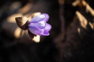 een mooi anemoon hepatica nobilis bloeien Aan stam tegen de achtergrond van droog bruin bladeren achtergrond in zacht zonsondergang, kant visie foto