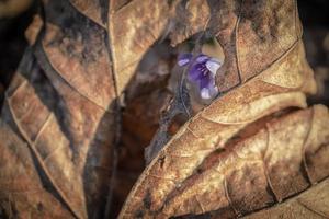 een anemoon hepatica nobilis bloem zichtbaar door reusachtig gat in een bruin droog esdoorn- blad met dik lijnen in zonsondergang licht foto