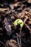 nieuw geboren esdoorn- kieming van de zaad in voorjaar groen esdoorn- spruit Aan droog bruin bladeren achtergrond foto