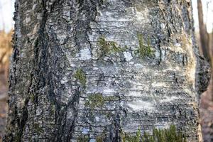 grijs gevlekte en gebarsten natuurlijk structuur boom schors oppervlakte met klein groen mos stukken Aan zonsondergang Woud achtergrond foto