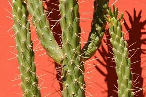 cactus close-up foto