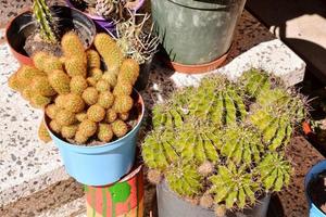 cactus close-up foto