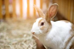 een schattig wit en bruin gestreept konijn is Bij de boerderij. foto