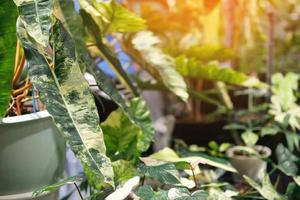 achtergrond philodendron bont is een sier- fabriek met mooi natuurlijk groen-geel-gevlekt bladeren. foto