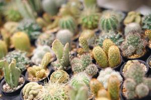 cactus variëteiten zijn netelig en mooi Bij de sier- fabriek winkel foto