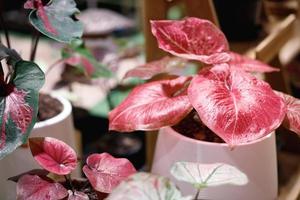 caladium bicolor mooi natuur is een lucht luchtreiniger foto