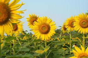 close-up foto van bloeiende zonnebloemen in het plantage veld