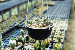 verschillende soorten cactussen in de farm met selectieve aandacht en onscherpe achtergrond foto