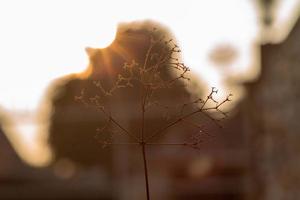 abstract close-upbeeld van gedroogde kleine boom en takken met bokehlichten en zonsondergang op achtergrond foto