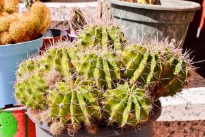 klein cactus dichtbij omhoog foto