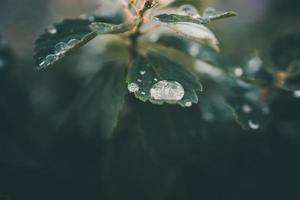 regen druppels in detailopname Aan de bladeren van de fabriek foto