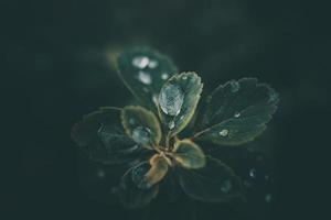 regen druppels in detailopname Aan de bladeren van de fabriek foto