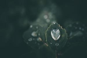 regen druppels in detailopname Aan de bladeren van de fabriek foto