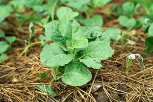 close-up van jonge broccoli met druppels regen foto