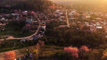 landschap van mooi wild himalayan kers bloeiend roze prunus cerasoides bloemen Bij phu lom zie loei en phitsanulok van Thailand foto