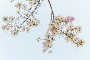 mooi bloem van lagerstroemia floribunda foto