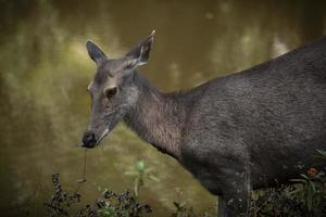 vrouw sambar hert in khaoyai nationaal park Thailand foto