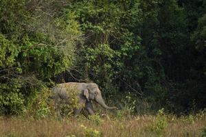 mannetje olifant wandelen Aan rand van Woud in khaoyai nationaal een deel Thailand foto