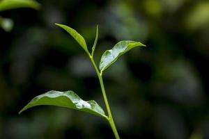 thee bladeren in vers tuin. foto