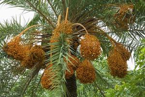 rauw bundel van datum palm hangende Aan de boom. foto