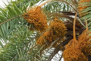 rauw bundel van datum palm hangende Aan de boom. foto