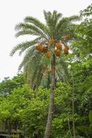 rauw bundel van datum palm hangende Aan de boom. foto