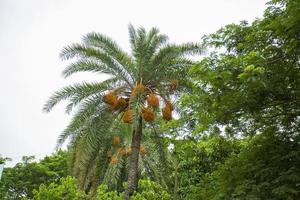 rauw bundel van datum palm hangende Aan de boom. foto