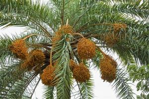 rauw bundel van datum palm hangende Aan de boom. foto