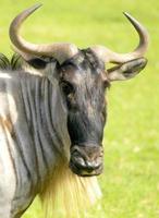 terwijl houden een kijken uit voor leeuwen en andere roofdieren, de eenzaam gnoes wildebeest enquêtes de horizon voor een gieter bron. foto