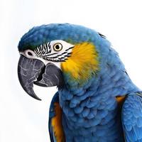papegaai geïsoleerd op witte achtergrond foto