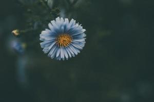 laatste herfst blauw bloemen Aan een groen achtergrond in de tuin detailopname foto