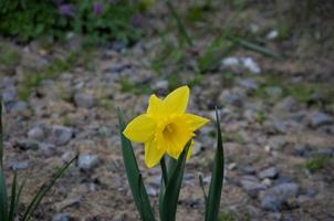 geel gele narcis bloem bloeide in de tuin foto