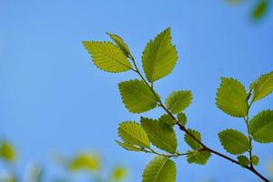 groene boombladeren in de lente foto