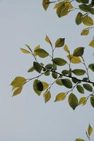 groene boombladeren in de lente foto