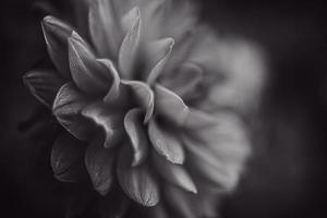 roze dahlia bloem in zomer tuin Aan groen achtergrond foto