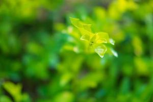 weelderige groene struik foto