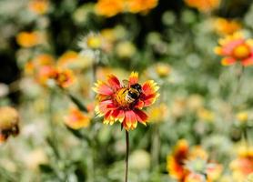 bij op een rode en gele bloem foto