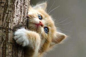 gember gestreepte kitten klimmen op een boomstam foto