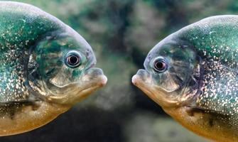 twee piranha's die elkaar aankijken foto