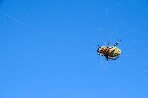een spin Aan blauw achtergrond foto