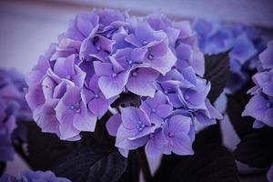 bloem van een paars hortensia in de tuin detailopname foto