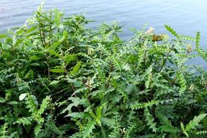 zee hulst bomen groei naast water in puree Thailand. een ander naam is hulstbladig acanthus of hulst mangrove. foto