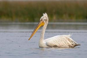 dalmatiër pelikaan of pelecanus knapperig, opgemerkt in nasarovar in gujarat, Indië foto