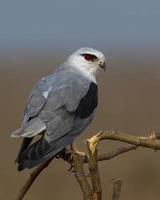 zwartvleugelig vlieger of elanus caeruleus opgemerkt in de buurt nasarovar in gujarat, Indië foto