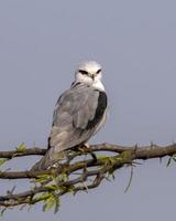 zwartvleugelig vlieger of elanus caeruleus opgemerkt in de buurt nasarovar in gujarat, Indië foto