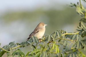 vrouw zwartharig vlaggedoek of Emberiza melanocephala opgemerkt in de buurt nasarovar foto