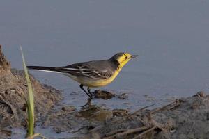 citrien kwikstaart of motacilla citreola opgemerkt in de buurt nasarovar in gujarat, Indië foto