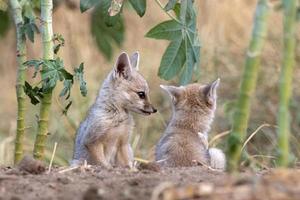 pups van Bengalen vos of vulpes bengalensis opgemerkt in de buurt nasarovar in gujarat foto