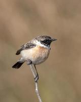 Siberisch stonechat of saxicola maurus opgemerkt in groter liep van kutch in Indië foto