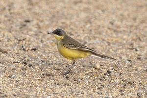 western geel kwikstaart of motacilla flava opgemerkt in de buurt nasarovar in gujarat foto